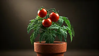 From Fast Food to Fruit: YouTuber Cultivates Tomatoes from McDonald's Burger Seeds