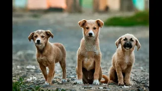 Two Street Dogs From Mysuru Find Homes In Germany Through Adoption Drive