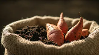 Burlap Sack Sweet Potato Cultivation: Your Guide to Space-Saving Home Harvests