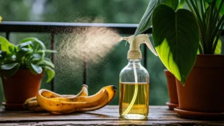 Feed Your Balcony Garden Homemade Banana Peel Sprays Tonight