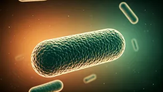 Natural Probiotics Are India’s Old Gut Hack