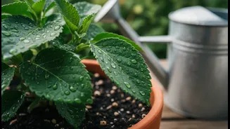 Do Not Assume Wet Leaves Mean Every Monsoon Pot Has Enough Water