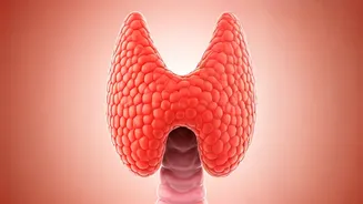 Thyroid Troubles: How It Impacts Women