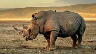 The New Rhino Census Brings Good News From Dudhwa