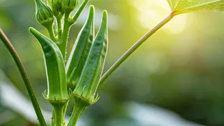 Bhindi Is The Low-Drama Monsoon Garden Flex