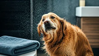 Monsoon Pet Parents Need Drying Discipline Now