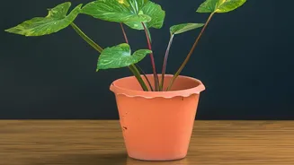 Can Your Favourite Houseplants Clean The Air? Here's What Research Found