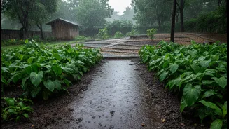 Bengaluru's July Monsoon Gardening Conditions: What to Verify before Making Decisions