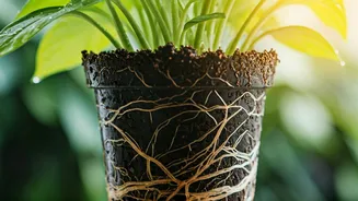 Balcony Garden Secrets: Prevent Monsoon Root Rot Easily
