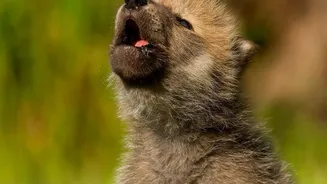 Europe's Wolf Recovery Opens New Routes for Responsible Adventure Travel