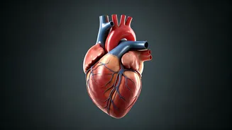 Protect Your Heart: Risks, Symptoms, and Tips