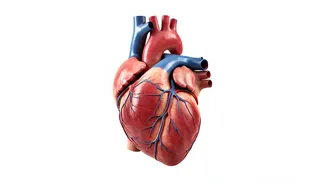 Healthy Heart Essentials: Your Ultimate Guide