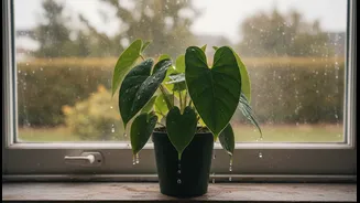 Plant Parents Should Pause Watering When Rain Already Does The Job