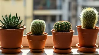 7 Balcony Cactus Gems: Grow Green in India