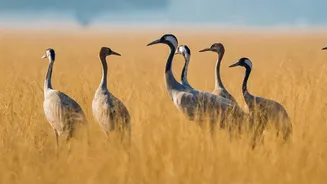Why Migratory Species Rely On Intact Stopover Habitats To Fuel Continuous Movements