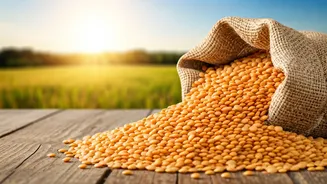 US & India Trade: Pulse Tariff Tussle