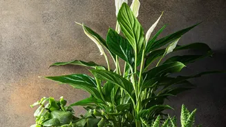 Indoor Gardening Success During Monsoon Starts With Careful Observation