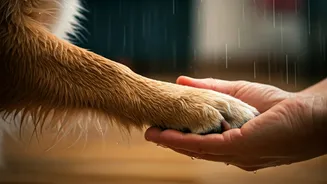 Paw Care Is The Responsible Rainy-Season Flex