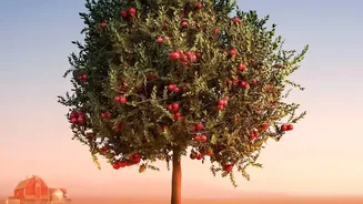 Valley Apple Farmers Benefit From Upgraded Cold-Storage Distribution During Crushing Season