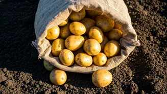 Bengal Lifts Potato Export Ban: Farmers Rejoice as Essential Goods Flow Freely Again