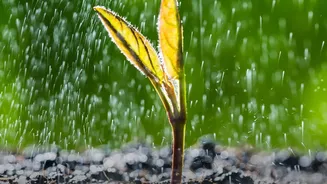 Why Soil Moisture Matters More Than The Calendar For Plant Care