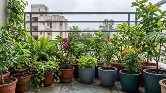 Indian Balcony Gardeners: Adjust Your Watering Routine For Rain