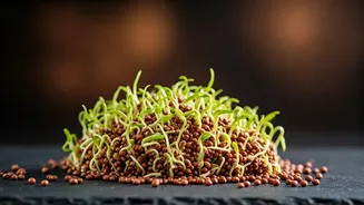 Sprouted Ragi Energy Bars Are The Newest Flex