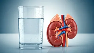 Healthy Kidneys: Your Guide to Hydration