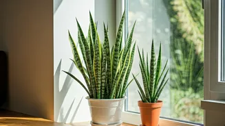 Snake Plant Perks: Why They're a Home Essential