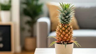 Ornamental Pineapples Are Perfect For Sunny Corners