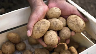Batatas modificaram o DNA de povos andinos, revela estudo