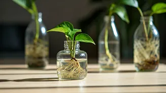Upcycle Discarded Glass Bottles Into Low Maintenance Water Propagation Stations
