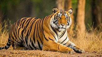 5 Reasons to Visit Ranthambore Right Now