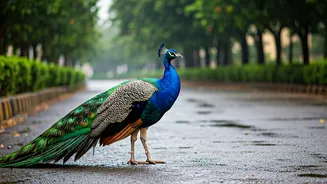 Peacocks Turn Mumbai Roads Into Nature Reels