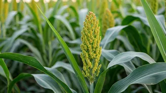 Boosting Sorghum Yields: Nitrogen's Role