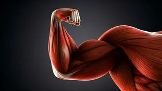 The Unraveling: What Your Muscles Do When You Hit Pause on Exercise