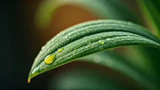 Keep Delicate Indoor Foliage Alive Through Intense Humidity Via Seaweed