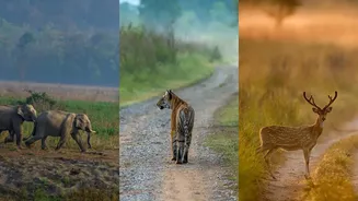 Jim Corbett Tiger Reserve Safari Guide: When To Go, Best Zones, Top Stays And Famous Tigers To Look Out For