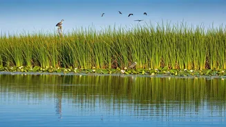 Unveiling India's Wildlife Treasures: 5 Iconic Wetlands
