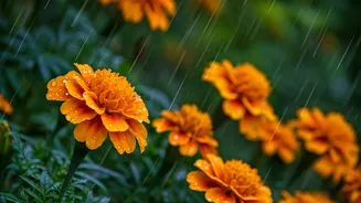 Marigolds Are A Plant-Parent's Monsoon Shortcut