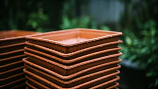 Monsoon Plant Care Starts With Empty Trays