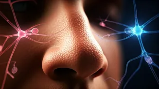 Sniffing Out Longevity: Smell & Your Lifespan