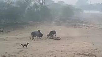 Bulandshahr Bull Attack Video: Youth Critically Injured As Stray Bulls Attack Bikers In Khurja