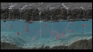 Why Environmental Geologists Link Clear Groundwater To Unexpected Bacterial Infiltration Spikes In July