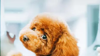 Pet Grooming Frequency Should Follow Coat, Activity and Weather