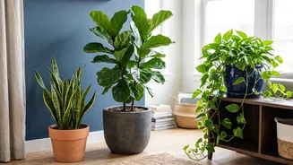 How To Keep Indoor Houseplants Alive Easily At Home Using Simple Beginner Gardening Hacks