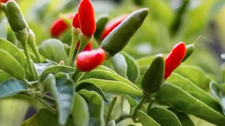 A Beginner-Friendly Chilli Gardening Project: Growing Thai Chillies In Pots In Focus
