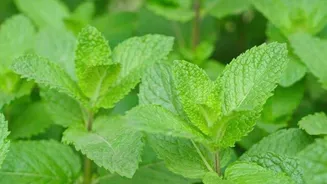 5 health benefits of spearmint