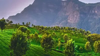 Munnar or Ooty: Which South Indian Hill Station Fits Your November Holiday Budget?