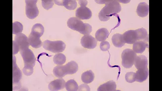 UnB desenvolve protótipo de vacina contra a doença de Chagas